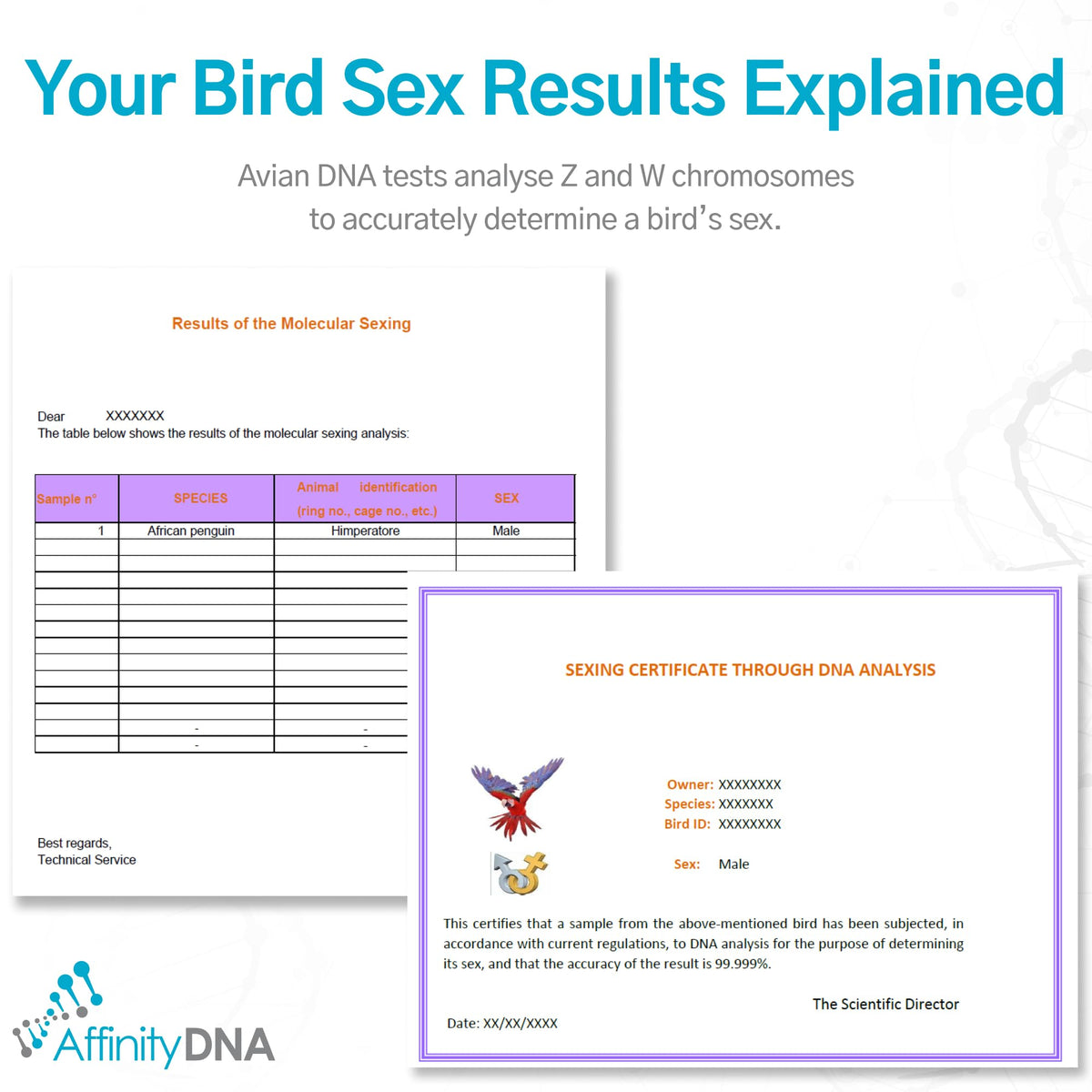 Bird Gender DNA Test Kit B8018