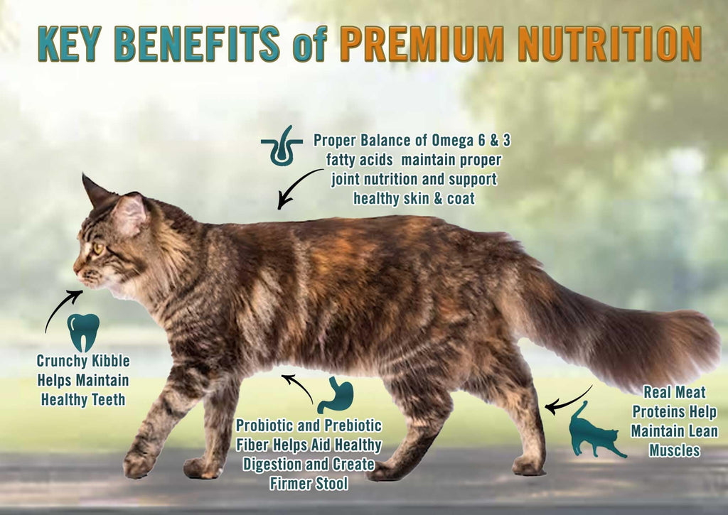All Natural Grain-Free Dry Cat Food Salmon & Legumes 4lb Y8543