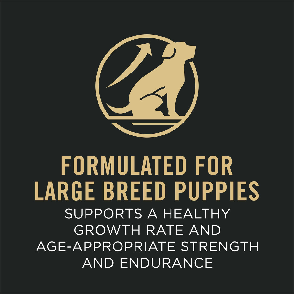 Chicken and Rice High Protein Dog Food 35 lb O89537