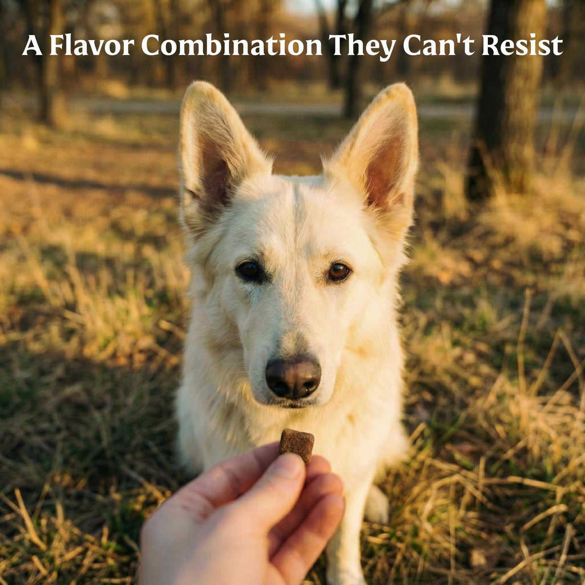 Soft Dog Treats with PB & Banana Flavor 4 oz Y236003