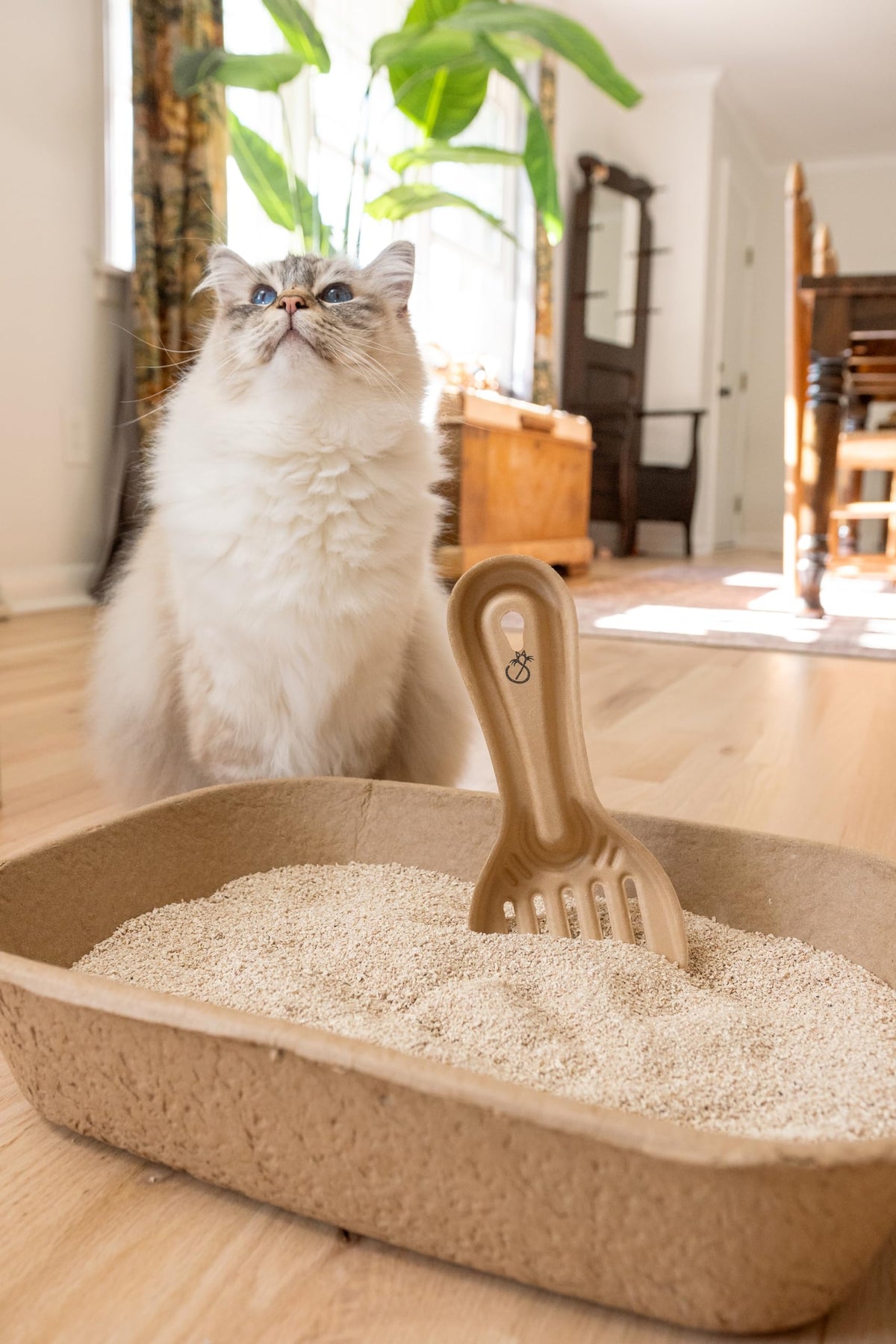 Disposable Cat & Rabbit Litter Scoops 6-Pack Y548328