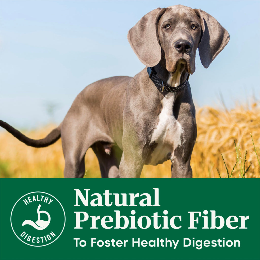 Large Breed Puppy Dry Dog Food Chicken 13 lb W72343